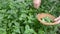 Pluck mint fresh medical herbs in garden