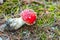 A plucked amanita poisonous mushroom with a red cap and white spots in the forest. Fly agaric danger to mushroom pickers.