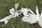Plucked feathers and bone remains from a waterfowl