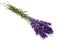 Plucked lavender