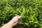 Plucking tea leaf at Cameron Highland tea plantation.