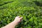 Plucking tea leaf at Cameron Highland tea plantation.