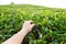 Plucking tea leaf at Cameron Highland tea plantation.