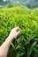 Plucking tea leaf at Cameron Highland tea plantation.