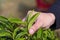 Plucking tea leaf by hand