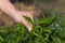 Plucking tea leaf by hand