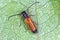Plum beetle Tetrops praeustus Cerambycidae on apricot bark. Larvae develops under the bark of the trees in orchards.