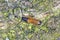 Plum beetle Tetrops praeustus Cerambycidae on apricot bark. Larvae develops under the bark of the trees in orchards.