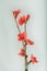 Plum blossems in little glass vase. Soft pastel colors. Flower background.