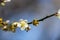 Plum Blossom Bloom Tree White