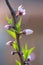 Plum blossom bud