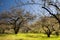 Plum blossom garden