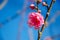 Plum blossom Pink Blossoming blue background