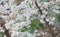 Plum blossoms, flowering garden trees. Many tiny white flowers in the garden