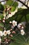 Plum blossomï¼ˆArmeniaca mume f. simpliciflora T. Y. Chenï¼‰