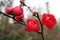 Plum bossom flower in blooming