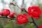 Plum bossom flower in blooming