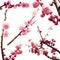 Plum branch with flowers