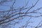 Plum branches with buds against a blue clear sky. Spring has come. The sun`s rays warm the trees