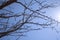 Plum branches with buds against a blue clear sky. Spring has come. The sun`s rays warm the trees