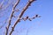 Plum branches with buds against a blue clear sky. Spring has come. The sun`s rays warm the trees