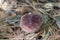 Plum Colored Mushroom on Forest Floor