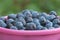 Plum crop in a plastic bucket.