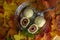 Plum dumplings on the plate on real autumnal colorful leaves with white sugar icing, tasty czech cuisine