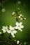 Plum flowers,Flowering plum,many beautiful white plum flowers bl