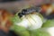 Plum fruit sawfly or black plum sawfly (Hoplocampa minuta). Larvae bore in the unripe fruits.