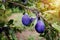 Plum Fruit on the Tree