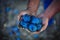 Plum harvest. Farmers hands with freshly harvested plums