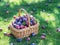 Plum harvest. Plums in the basket on the green grass