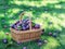 Plum harvest. Plums in the basket on the green grass