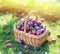 Plum harvest. Plums in the basket on the green grass