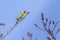 Plum-headed parakeet in Bardia national park, Nepal