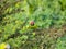 Plum-Headed Parakeet Locks Eyes with the Lens