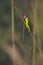 Plum-headed parakeet male in Nepal