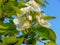 Plum home - flower Prunus domestica