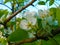 Plum home - flower Prunus domestica