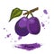 Plum illustration. Ink sketch of hand drawn plum, isolated on white background.