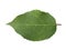 Plum leaf