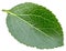 Plum leaves isolated