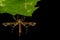 Plum Moth (Family Pterophoridae)