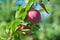 Plum purple with green leaves growing in the garden