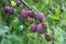 Plum purple with green leaves growing in the garden. Plum. Plum on branch. Plum ripe