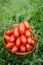 Plum red tomatoes in wicker basket. Piccadilly tomato in basket