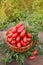 Plum red tomatoes in wicker basket. Piccadilly tomato in basket