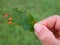 Plum rust disease on leaf