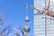 Plum tree in bloom with the Tokyo Skytree Tower in background